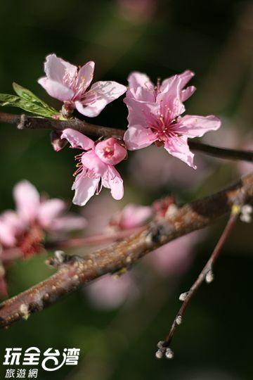 Da Kuan Peach Farm Resort Hualing Dış mekan fotoğraf